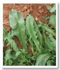 Ömer Geniş Yaprak Tere Tohumu