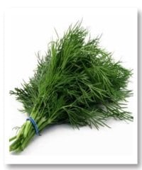 Ferah Dereotu Tohumu