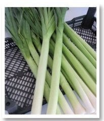 İnegöl Pırasa Tohumu