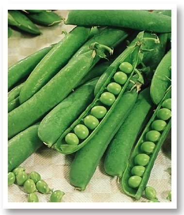 Baha Utrillo Bezelye Tohumu