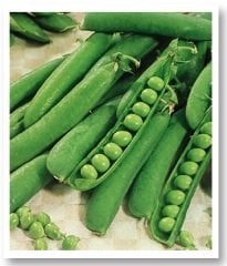 Baha Utrillo Bezelye Tohumu