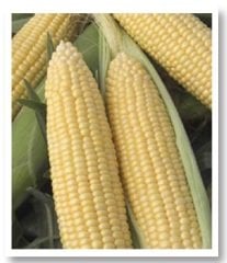 Fulya F1 Mısır Tohumu