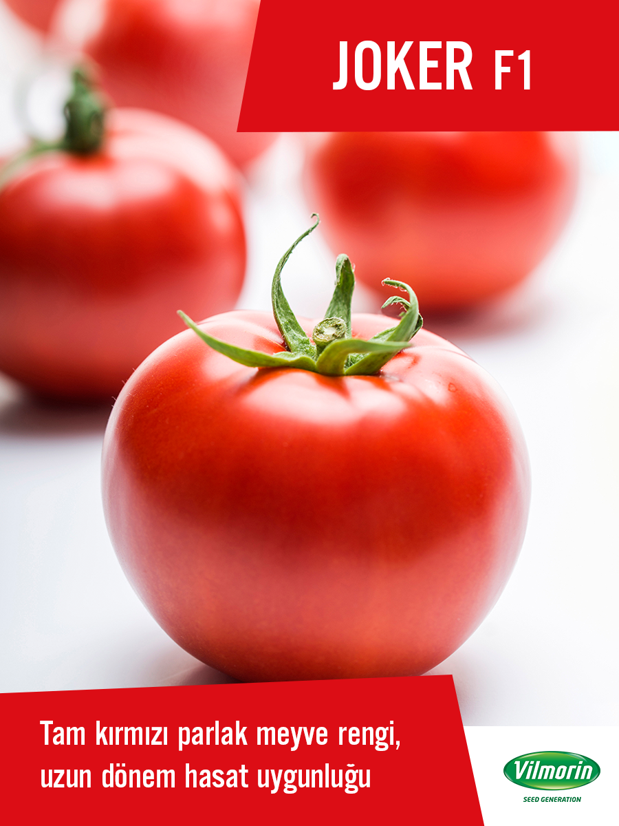 Joker F1 Oturak Domates Fidesi