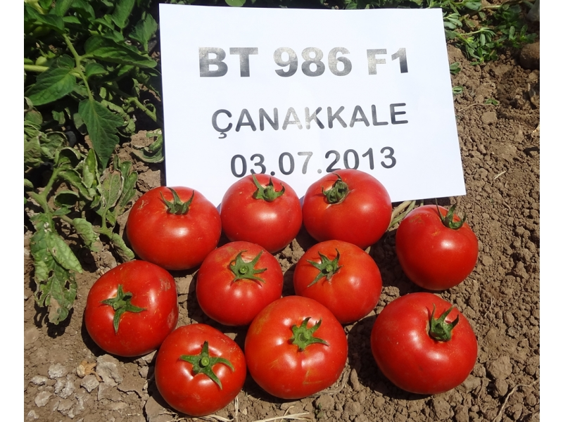 Bt-986 F1 Oturak Domates Fidesi