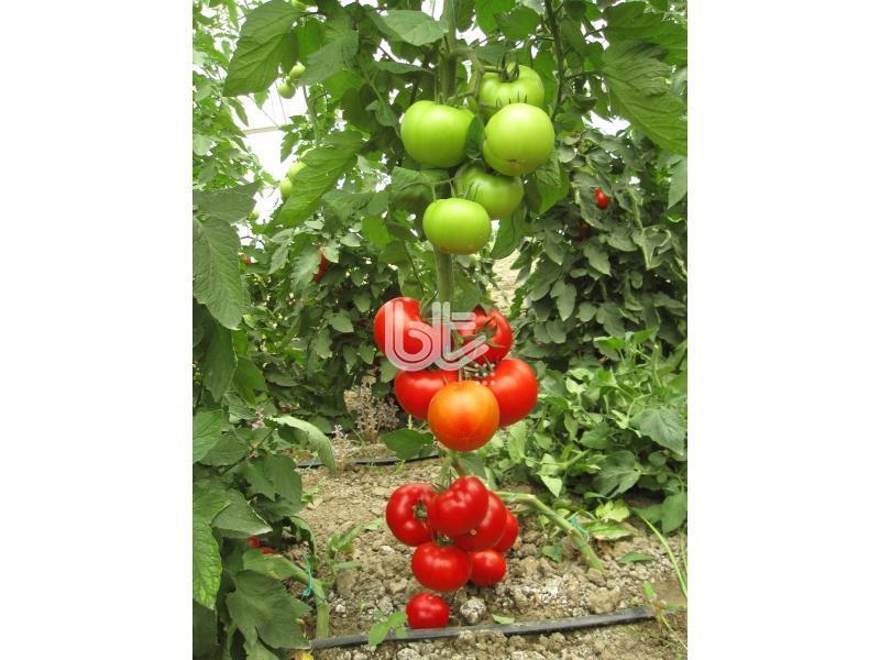 Bt Narita F1 Beef Domates Fidesi