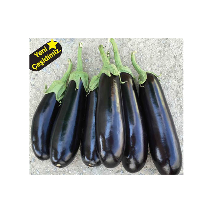 Kobra F1 Patlıcan Fidesi