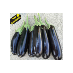 Kobra F1 Patlıcan Fidesi