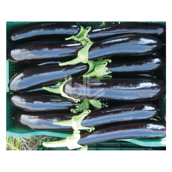 Kebabi F1 Patlıcan Fidesi