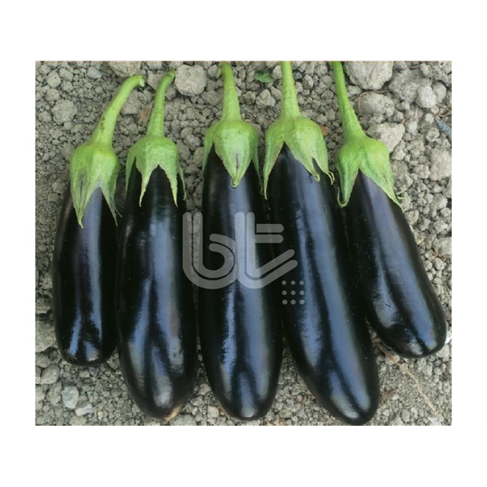 Karnaz F1 Patlıcan Fidesi