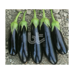 Karnaz F1 Patlıcan Fidesi