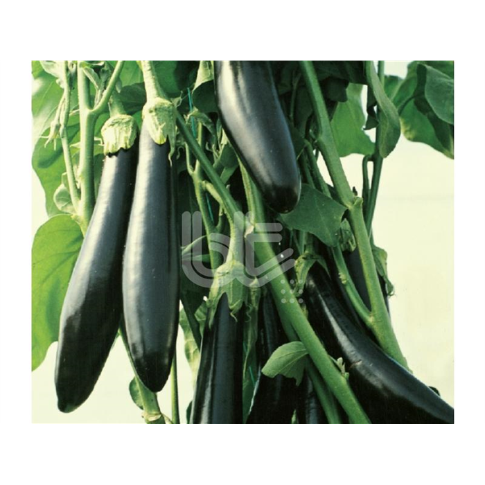 Aykara F1 Patlıcan Fidesi