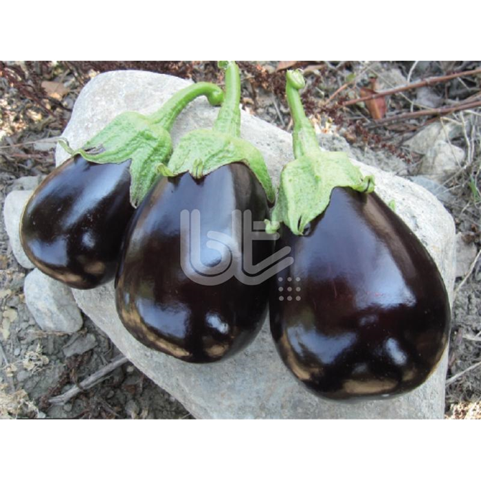 Malkara F1 Topan Patlıcan Fidesi