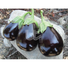 Malkara F1 Topan Patlıcan Fidesi