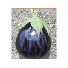 Topan Patlıcan Fidesi Çantalı F1