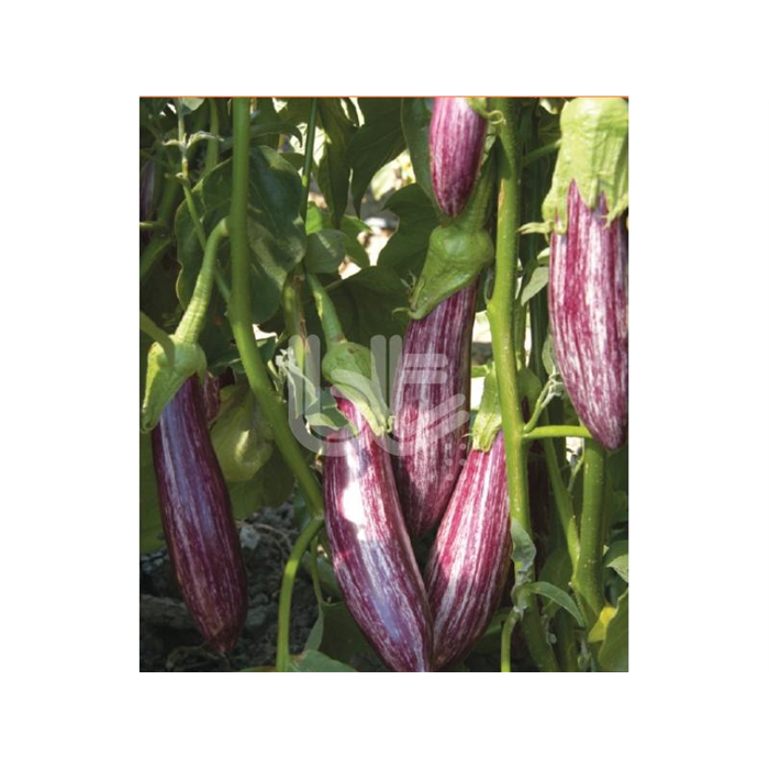 Bıldırcın F1 Çizgili Patlıcan Fidesi