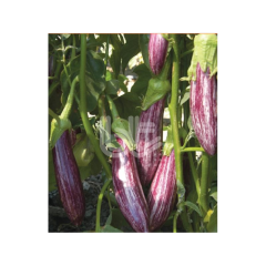 Patlıcan Fidesi Bıldırcın F1