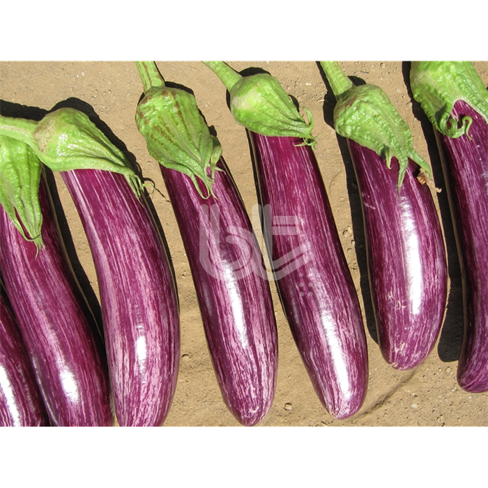 Patlıcan Fidesi Manisa Çizgili F1