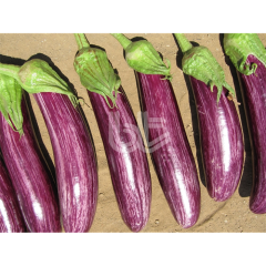 Patlıcan Fidesi Manisa Çizgili F1