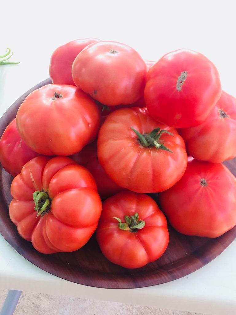 Lapçin F1 Köy Domates Fidesi