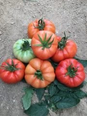 Lapçin F1 Köy Domates Fidesi