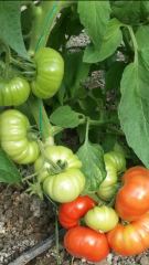 Lapçin F1 Köy Domates Fidesi