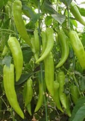 Yağız F1 Çarliston Biber Fidesi