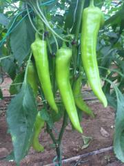 Yağız F1 Çarliston Biber Fidesi