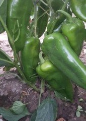 Bolveren F1 Kapya Biber Fidesi