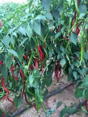 Sümbül F1 Tatlı Kıl Biber Fidesi