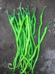 Sümbül F1 Tatlı Kıl Biber Fidesi