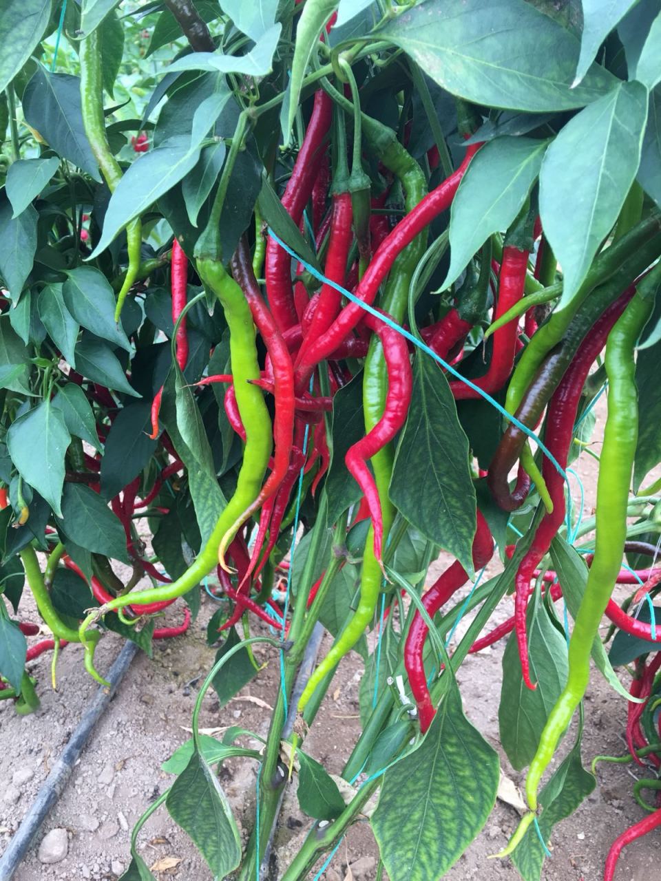 Sümbül F1 Tatlı Kıl Biber Fidesi