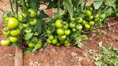 Ancha F1 Sırık Domates Fidesi