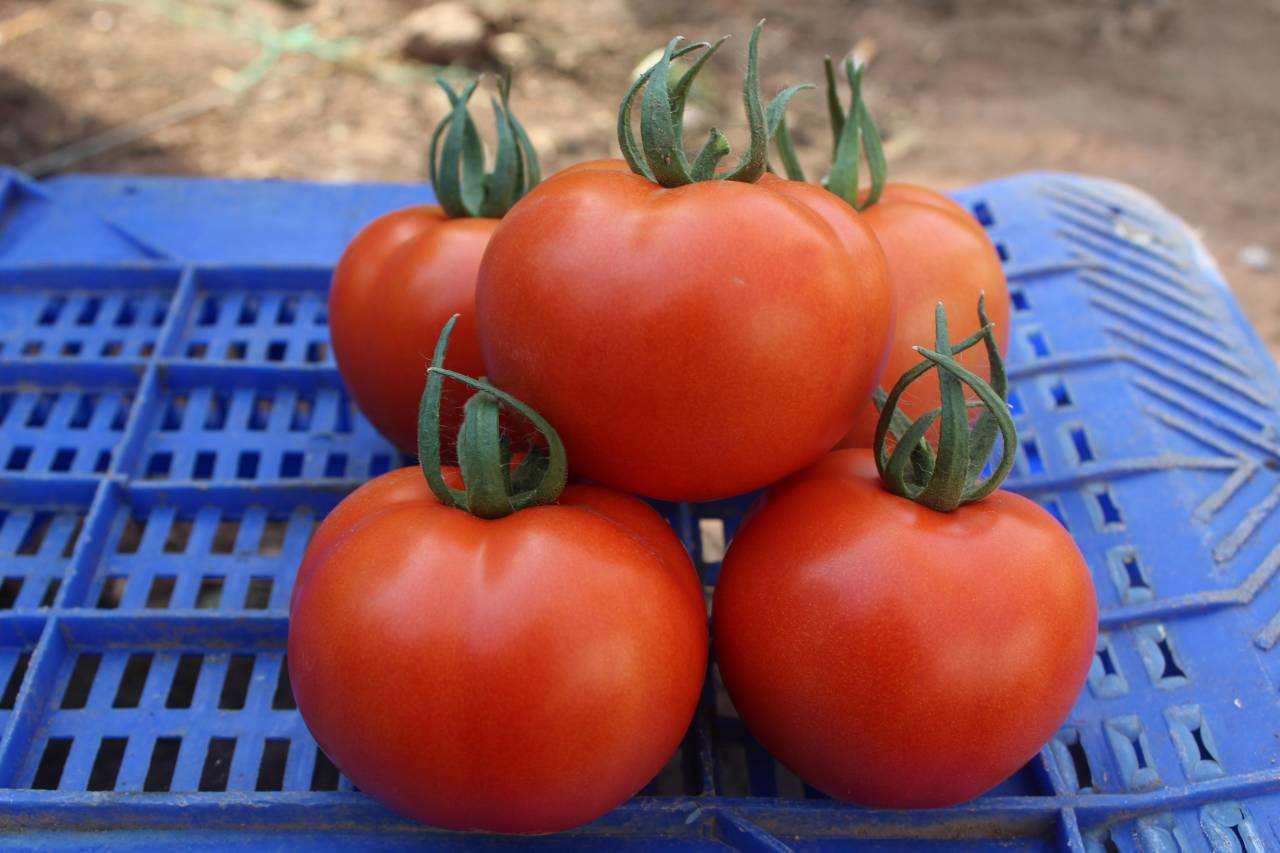 Ancha F1 Sırık Domates Fidesi