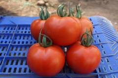 Ancha F1 Sırık Domates Fidesi