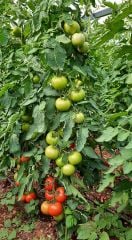 Aşılı Ancha F1 Domates Fidesi