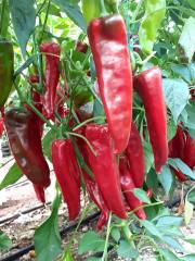 Kapya Biber Fidesi Rosso F1