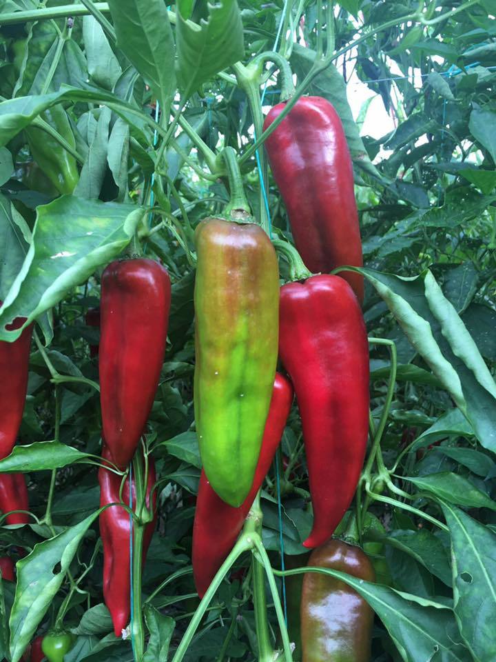 Kapya Biber Fidesi Rosso F1