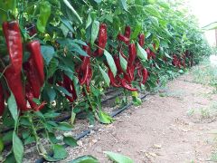 Rosso F1 Kapya Biber Fidesi