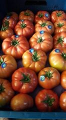 Yadigar F1 Pembe Domates Fidesi