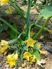 Petek Çıtır F1 Silor Hıyar Tohumu