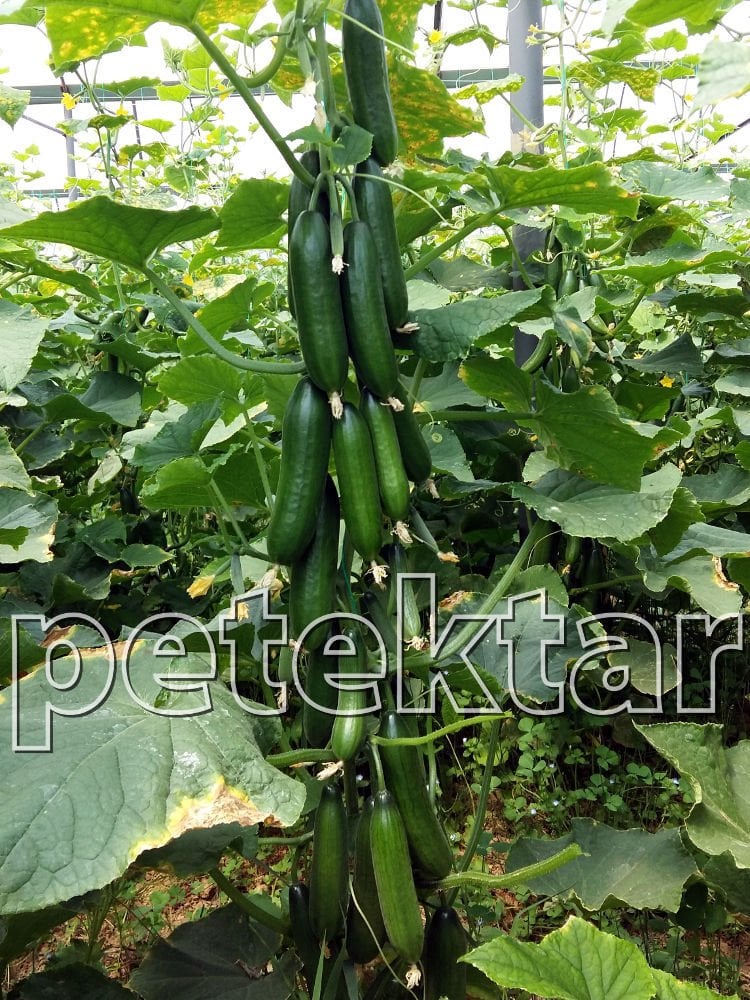 Petek Çıtır F1 Silor Hıyar Tohumu