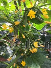 Petek Çıtır F1 Silor Hıyar Fidesi