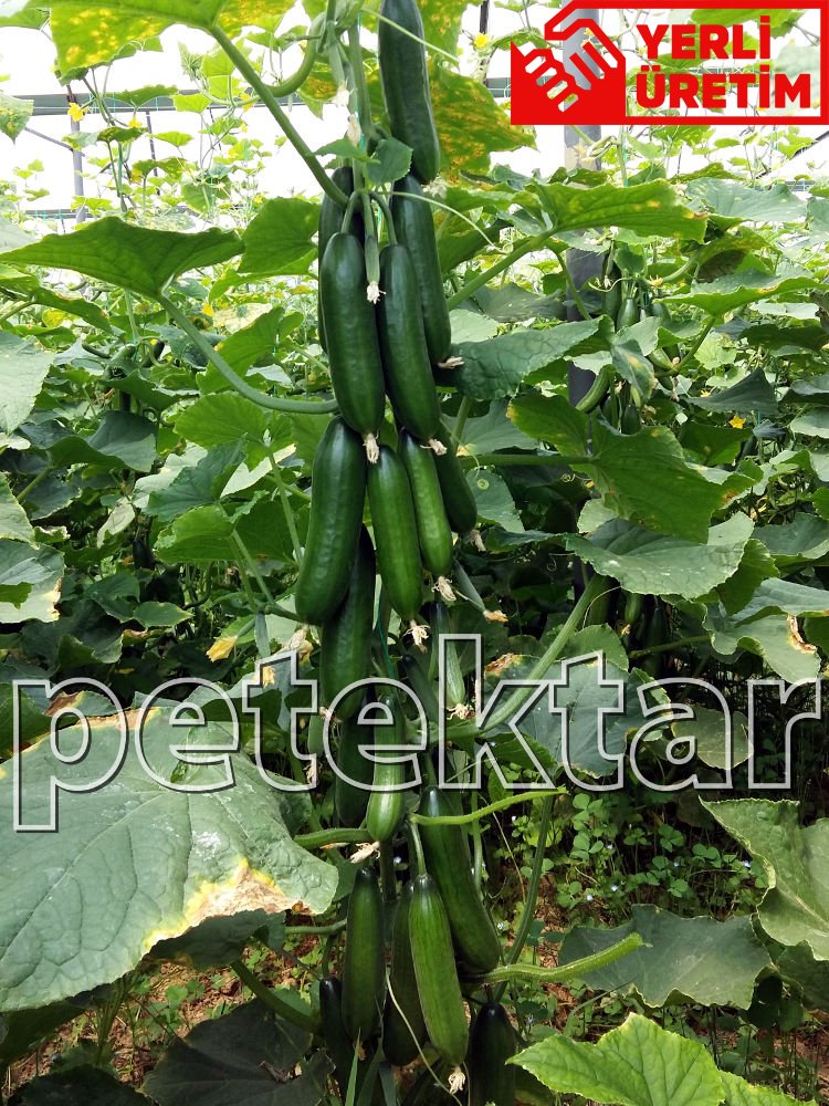 Petek Çıtır F1 Silor Hıyar Fidesi