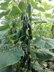 Yazel 801 F1 Silor Hıyar Tohumu