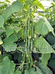 Kostak F1 Sırık Hıyar Fidesi