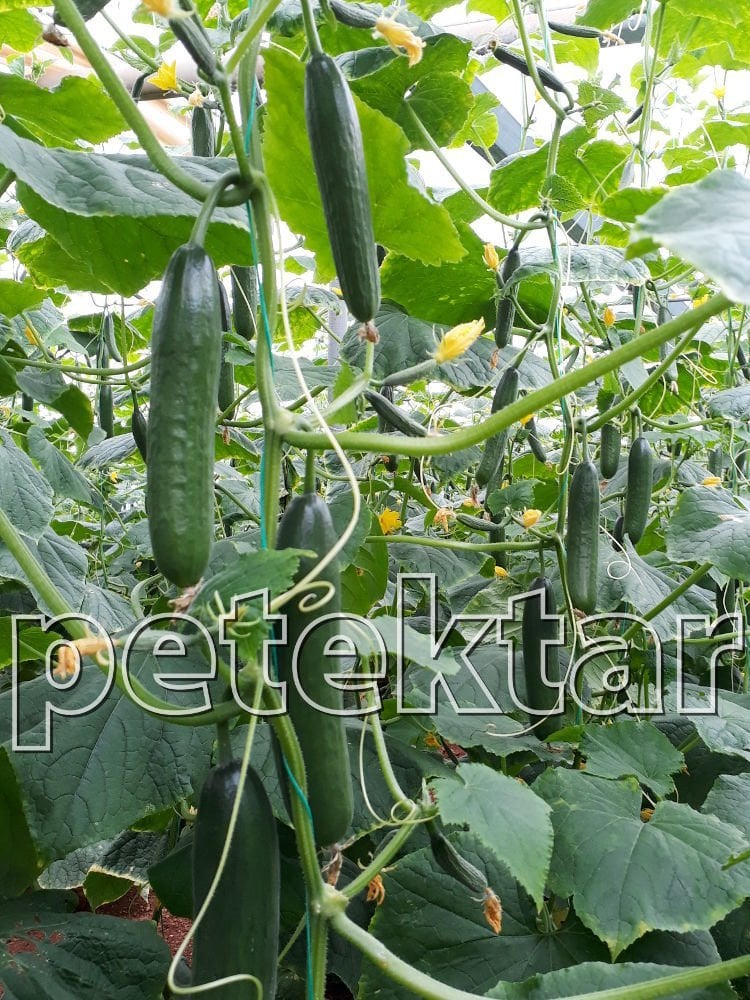 Kostak F1 Sırık Hıyar Fidesi