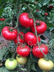 Zahide F1 Sırık Domates Fidesi