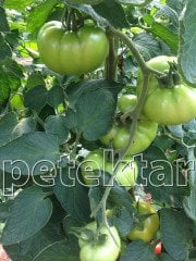 Zahide F1 Sırık Domates Fidesi