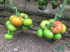 Alberty F1 Beef Domates Fidesi