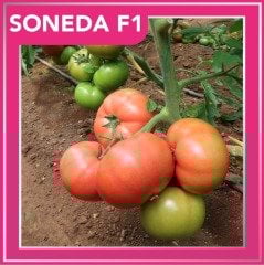 Soneda F1 Pembe Domates Fidesi